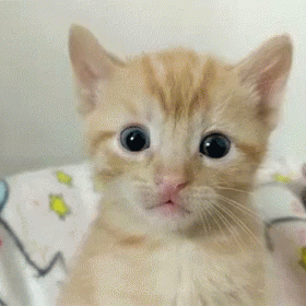 Play with the cat