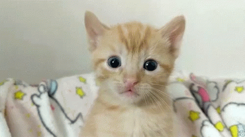 Play with the cat