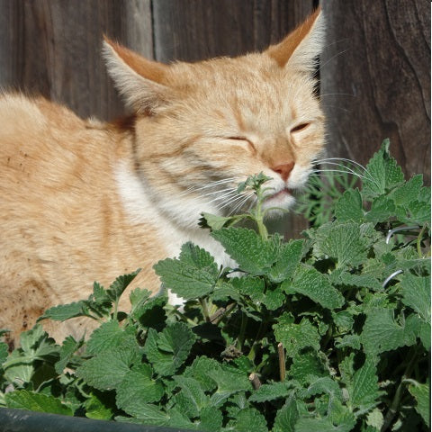 Cat got staked