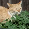 Cat got staked