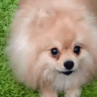 Play with the dog