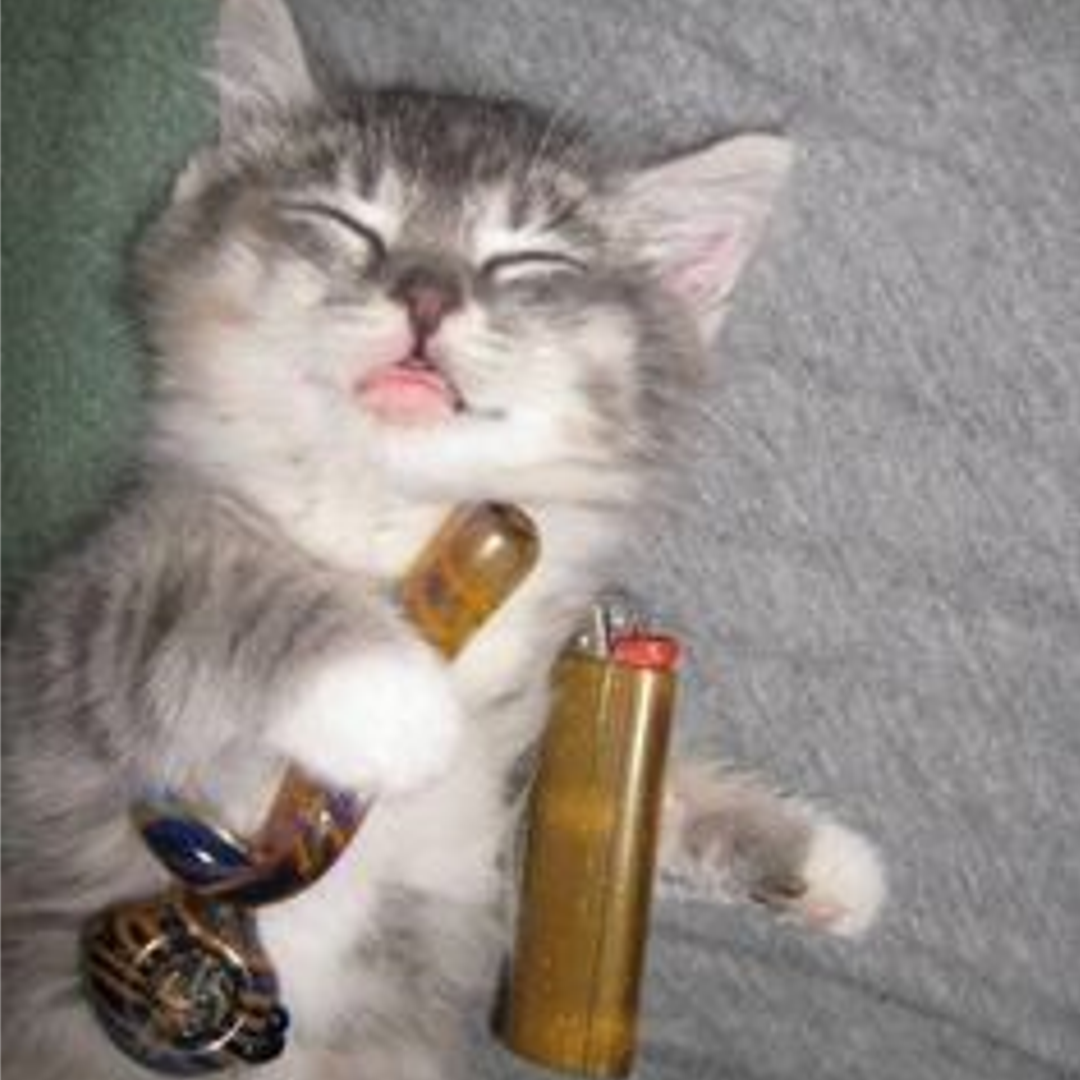CATnip