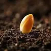SEED